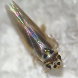 Arboridia parvula